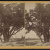 Brownstone quarries. Old tree in the Brainerd & Co. Quarry,  Portland, Conn.