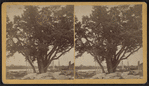 Brownstone quarries. Old tree in the Brainerd & Co. Quarry,  Portland, Conn.