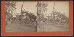 View of downed trees.