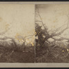 Pile of tree debris.
