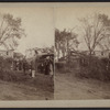 View of downed trees.