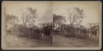 View of downed trees.