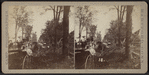 View of people, carriages and downed trees.