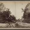 View of a large downed tree.