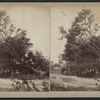 View of a large downed tree.