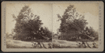 View of a large downed tree.