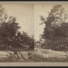 View of a large downed tree.