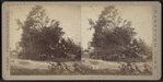 View of a large downed tree.