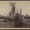 View of a downed tree.