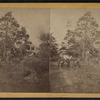 View of a road with horse-carts and downed trees.