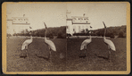 Cranes at Fernhurst.