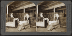 Opening bales of raw silk as it arrives from China, Japan and Italy. Silk industry (reeled silk), South Manchester, Conn., U.S.A.