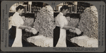 Weighing and sorting raw silk skeins. Silk industry (reeled silk), South Manchester, Conn., U.S.A.