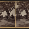 View of a park.