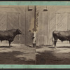 Man showing a bull in front of his barn at Westport, Conn.