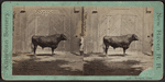 Man showing a bull in front of his barn at Westport, Conn.