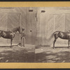 Residence of Morris Ketchum, Westport, man showing the horse "Sir Tom" in front of a barn.