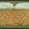 Ready for market, bunch of sheep in Corral, N.D.