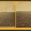 Distant view, Fort Lincoln. [Showing a buffalo skull on the prairie in foreground.]