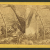 Nature's arch, Brandywine Creek