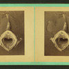 Goose or Monk fish showing its gaping mouth.