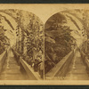 Conservatory, U.S. Agriculture Department, Washington.