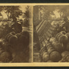 Arsenal Grounds, Washignton, D.C.