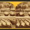 View of cannons and mortars.