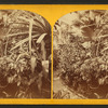 Botanic Gardens, Washington, D.C.