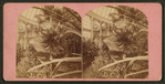 Interior of the U.S. Botanic Gardens.