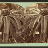 Sago Palm, Botanical Gardens, Washington, D.C.