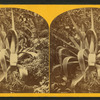 View of an agave plant.