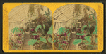 Conservatory, Botanical Gardens.