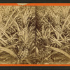 Pine apples growing on the Indian River, Florida.
