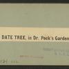 Date tree, in Dr. Peck's garden.