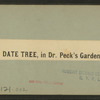 Date tree, in Dr. Peck's garden.