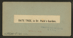 Date tree, in Dr. Peck's garden.