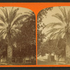 Date tree, in Dr. Peck's garden.