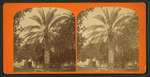 Date tree, in Dr. Peck's garden.