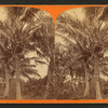 Coconut palms in fruit.