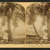 Under the cocoanut [coconut] trees, Fla.