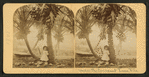 Under the cocoanut [coconut] trees, Fla.