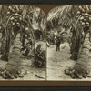 Cocoanut [Coconut] palms, Florida.