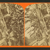 Banana trees.
