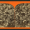 Orange tree.