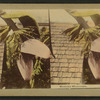 Banana blossoms.