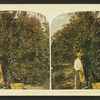 In the heart of an orange grove, Fla.