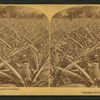 Florida, a pine-apple plantation.