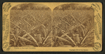 Florida, a pine-apple plantation.