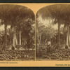 Florida, harvesting the cocoanuts [coconuts].